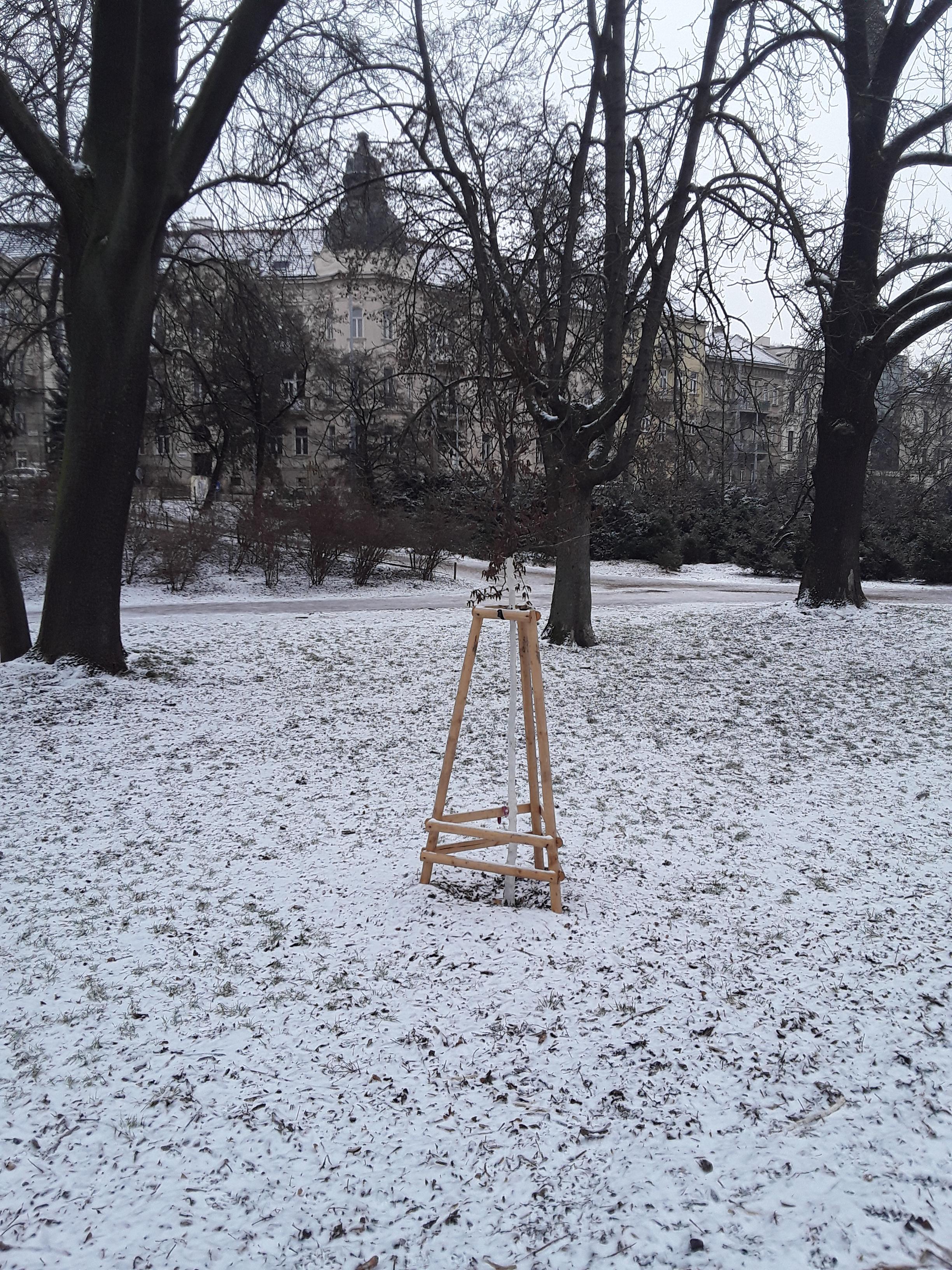 Habr obecný